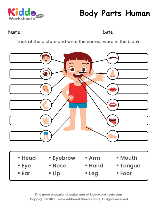 Free Printable Worksheet On Parts Of The Body