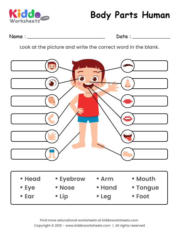 Free Printable Body Parts Of Human Worksheet Kiddoworksheets