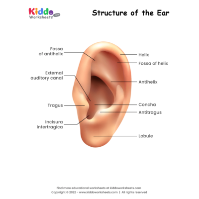 Structure of the Ear