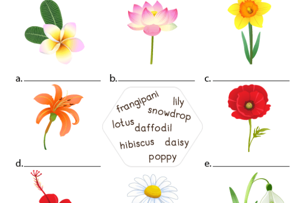 Flowers Worksheet