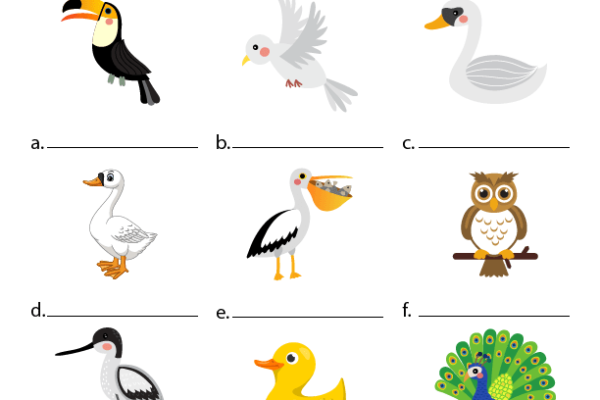 Birds Worksheet