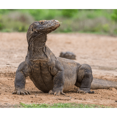 Komodo Dragon Sliding Puzzle