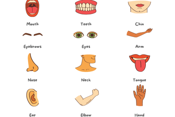 Body Parts printable Worksheet