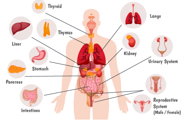 internal organs of human body Worksheet