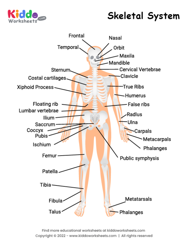 Skeletal System