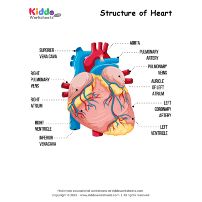 Structure of Heart