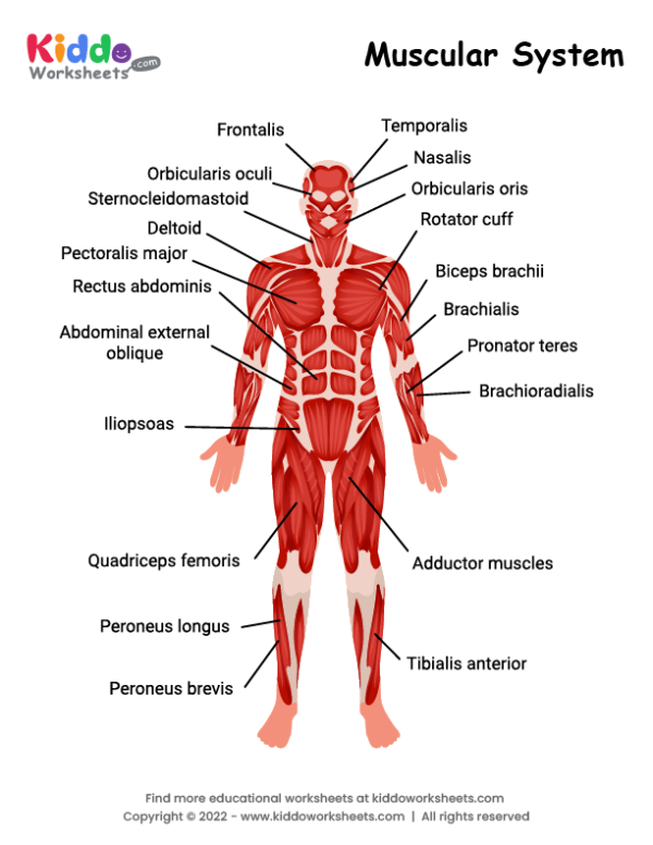 Muscular System Worksheet