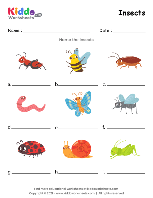 Insects Worksheet