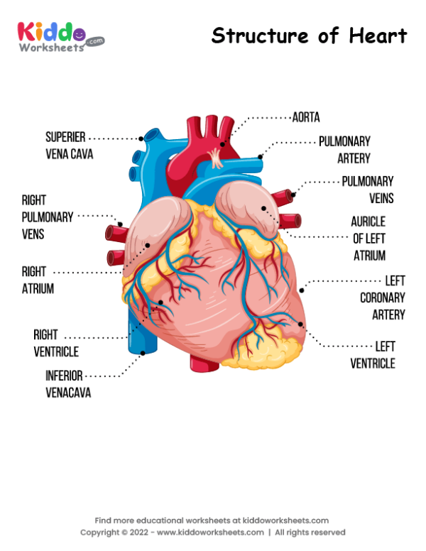 Structure of Heart