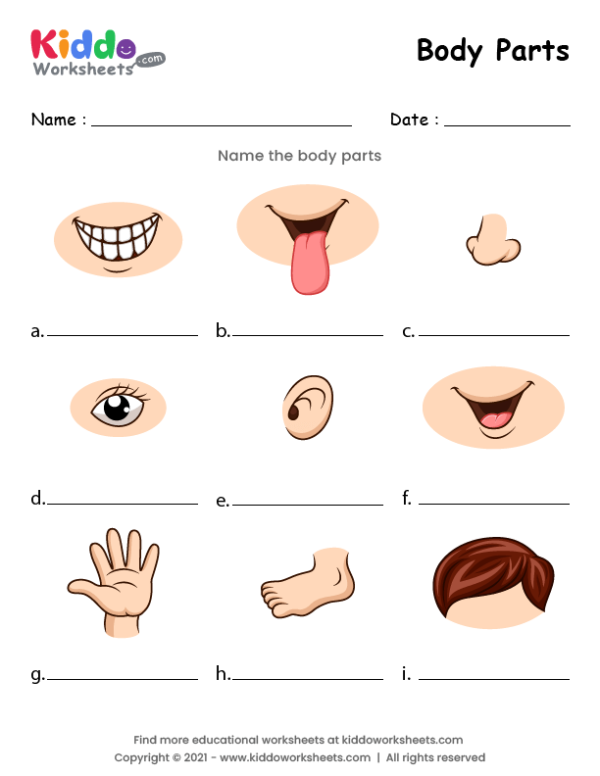 Body Parts Worksheet