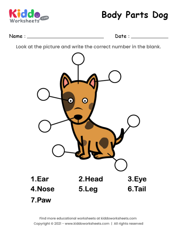 Body Parts of Dog