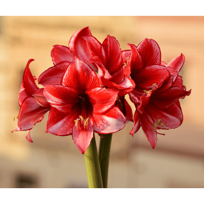 Amaryllis Sliding Puzzle