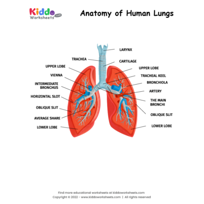 Anatomy of Human Lungs