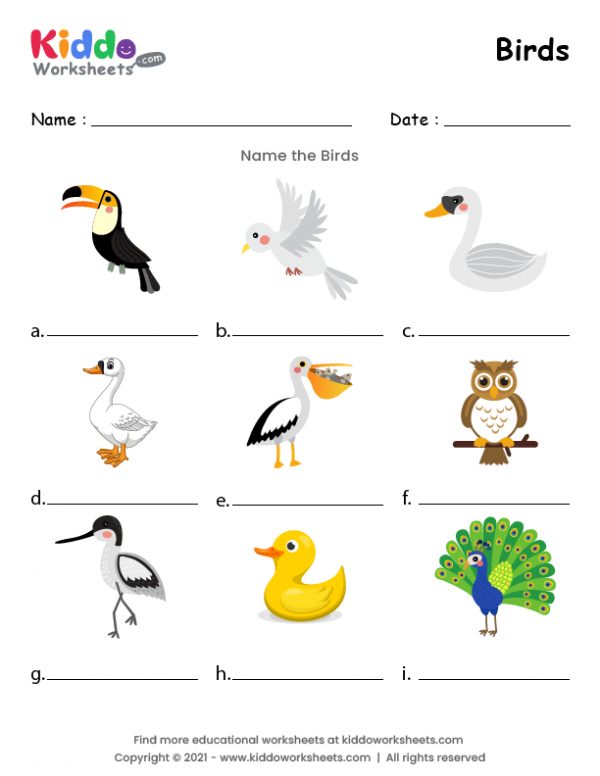 Free Printable Birds Worksheets