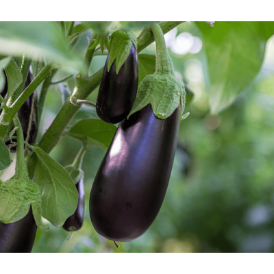 Eggplant Sliding Puzzle