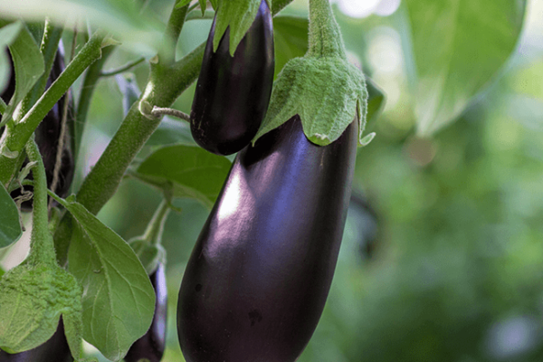 Eggplant Sliding Puzzle