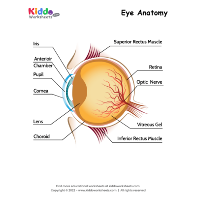 Eye Anatomy Worksheet