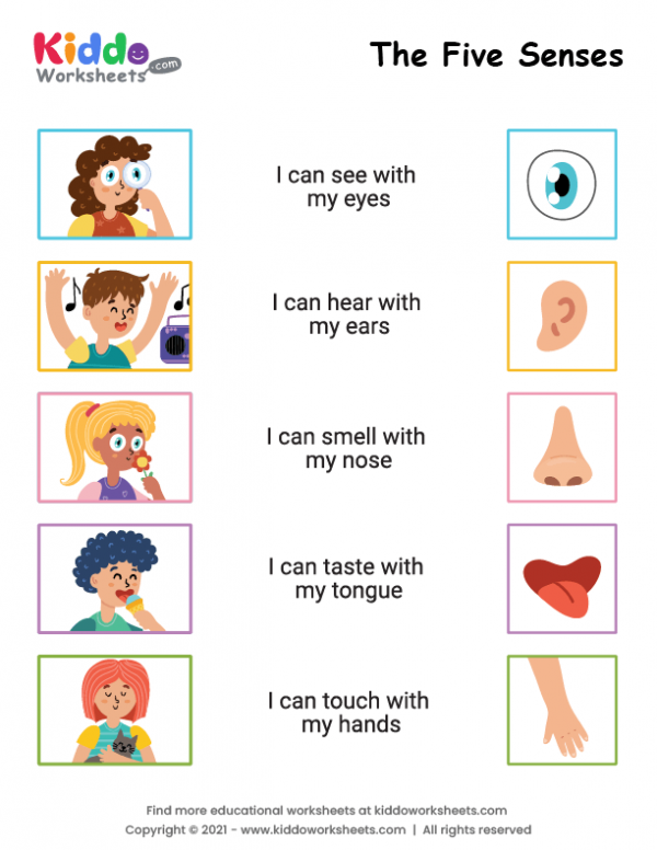 5 Senses Worksheet For Kindergarten