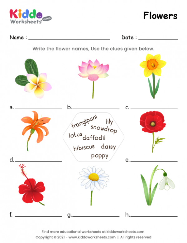 free printable flowers worksheet kiddoworksheets