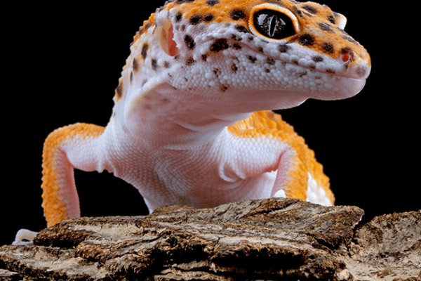 Gecko Lizard Sliding Puzzle