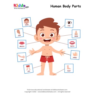 Human Body Parts