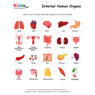 Internal Human Organs