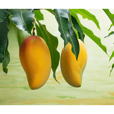 Mango Sliding Puzzle