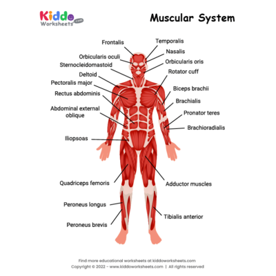 Muscular System Worksheet