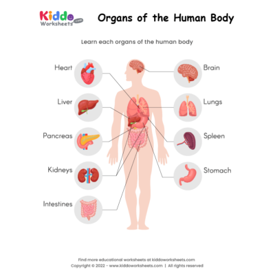 Organs of the Human Body