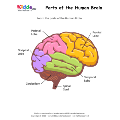 Parts of the Human Brain