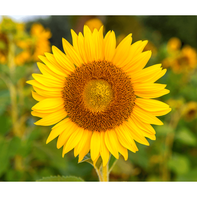 Sunflower Sliding Puzzle