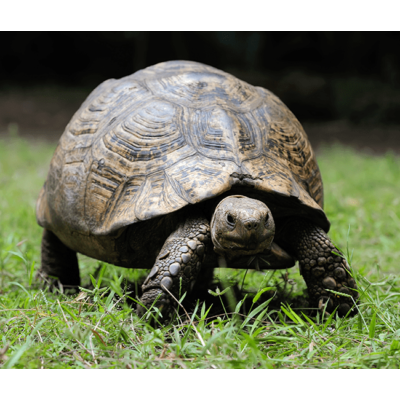 Tortoise Sliding Puzzle