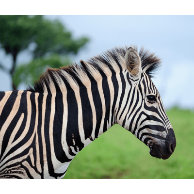 Zebra Sliding Puzzle