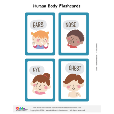 Human Body Flashcards