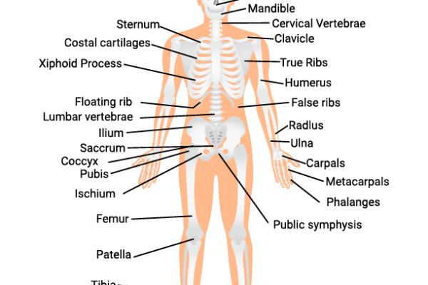 Skeletal System Worksheet