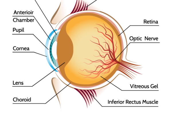 Eye Anatomy Worksheet