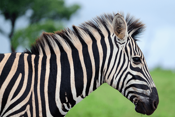 Zebra Sliding Puzzle