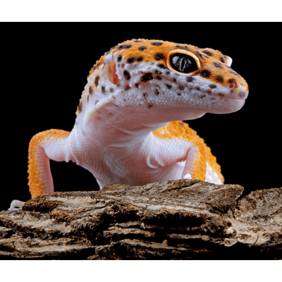 Gecko Lizard Sliding Puzzle