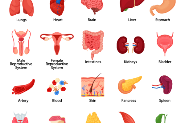 Internal Human Organs Worksheet