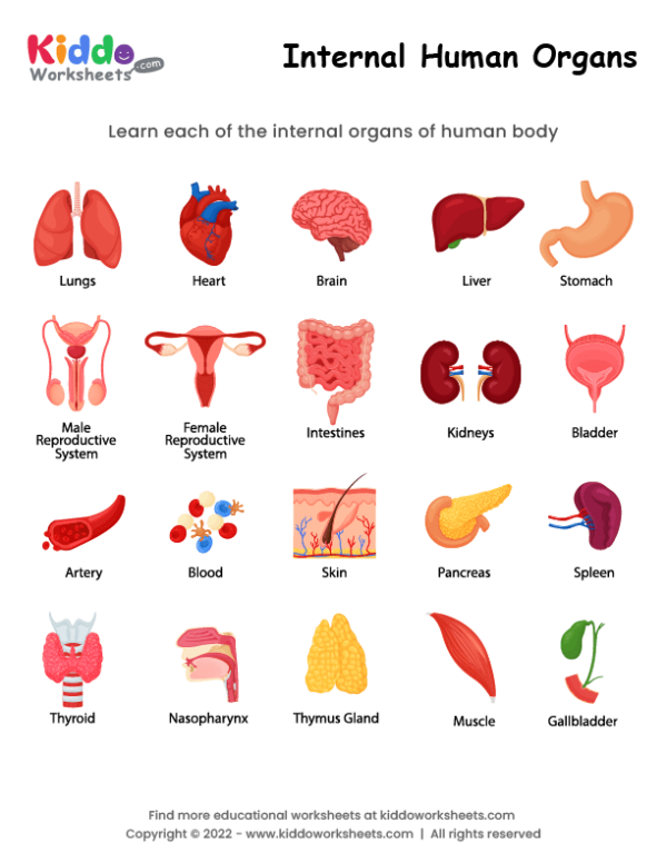 Internal Human Organs