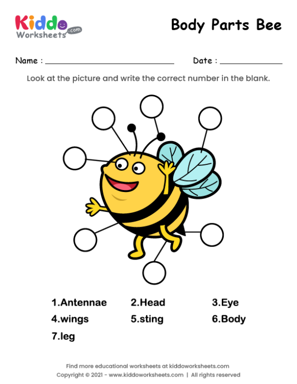 Body Parts of Bee