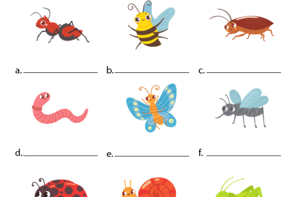 Insects Worksheet