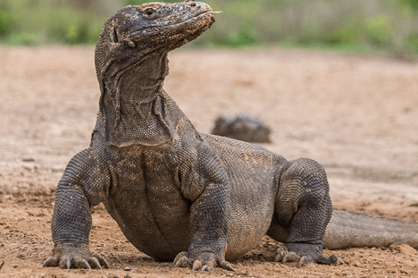 Komodo Dragon Sliding Puzzle