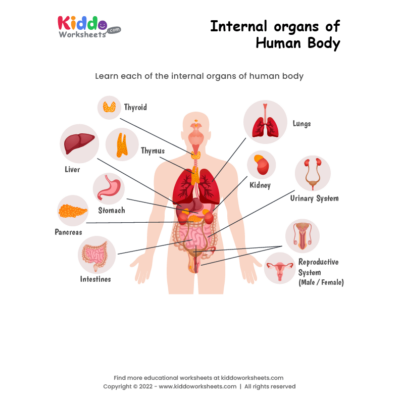 Internal organs of human body